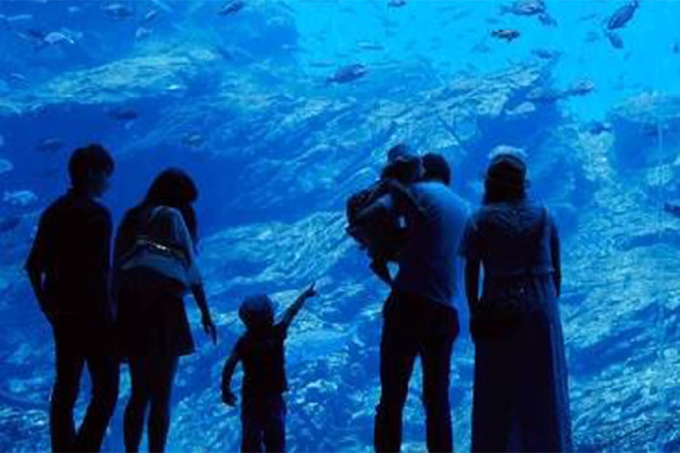 水族館で家族が魚を見るシーン
