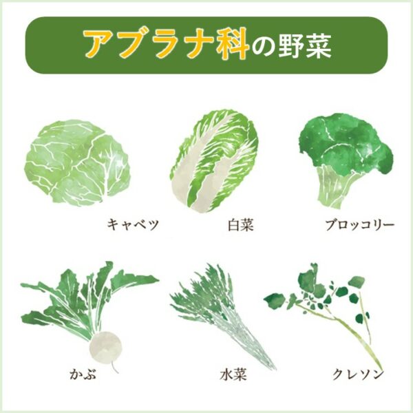 アブラナ科の野菜であるキャベツ、白菜、ブロッコリー、かぶ、水菜、クレソンのイラスト